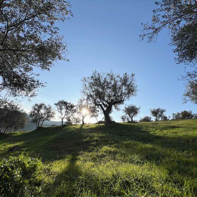 Mikri Elia natives Bio-Olivenöl extra, Griechenland