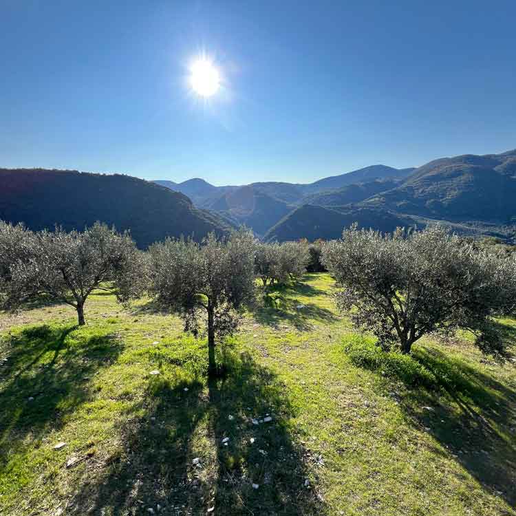 Mikri Elia natives Bio-Olivenöl extra, Griechenland