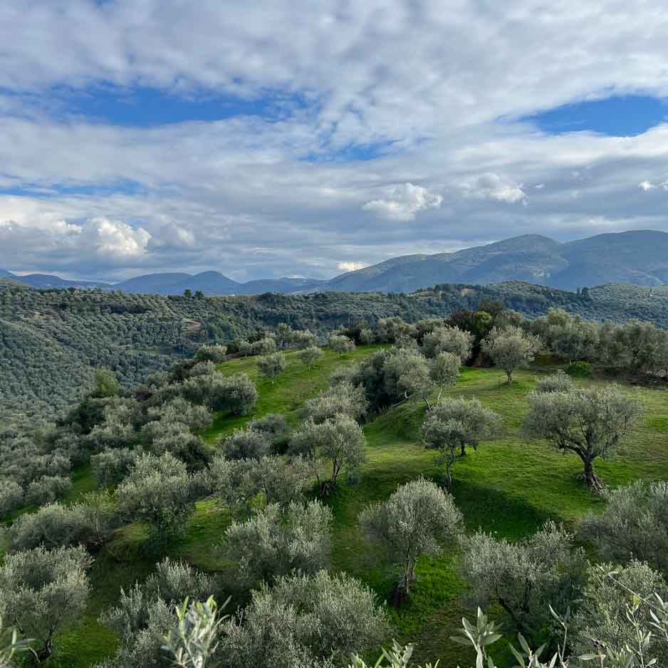 Mikri Elia natives Bio-Olivenöl extra, Griechenland