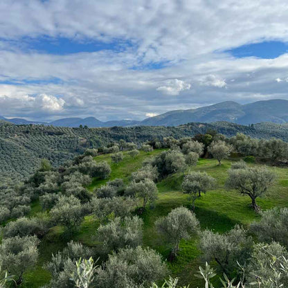 Mikri Elia natives Bio-Olivenöl extra, Griechenland