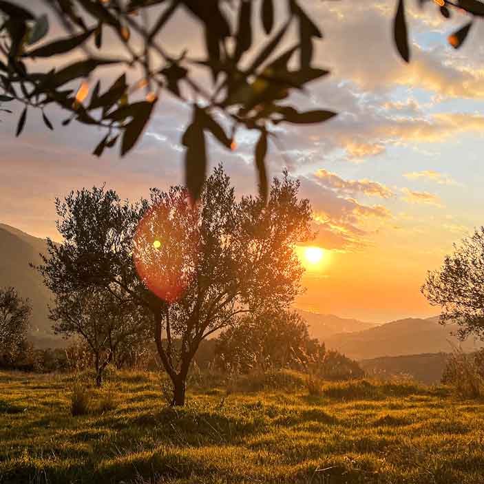 Mikri Elia natives Bio-Olivenöl extra, Griechenland