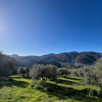 Mikri Elia - Bio-Olivenöl aus Griechenland - Flasche