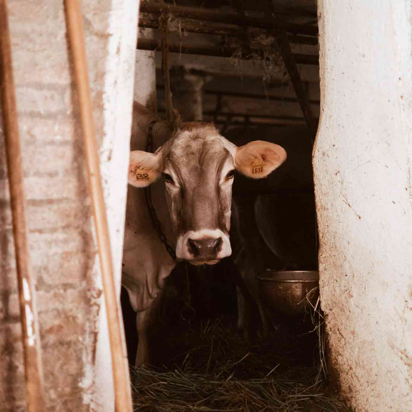 Kuh im Stall zwischen Wänden.