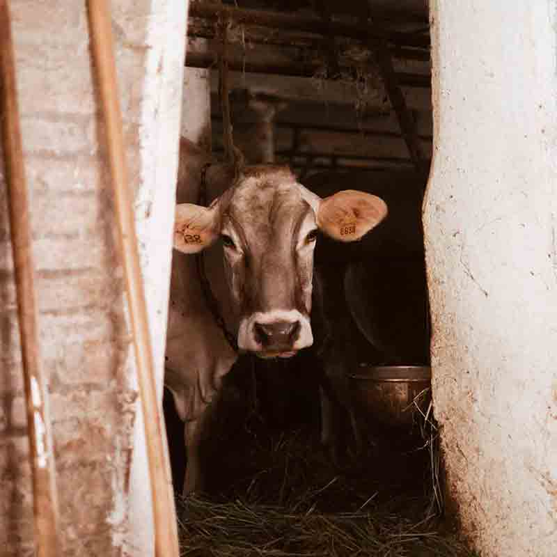 Kuh im Stall mit Heu.