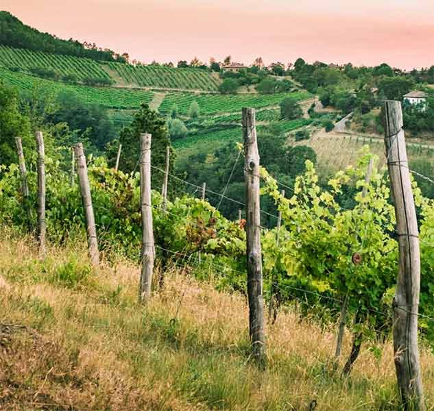 Weinberge in hügeliger Landschaft.