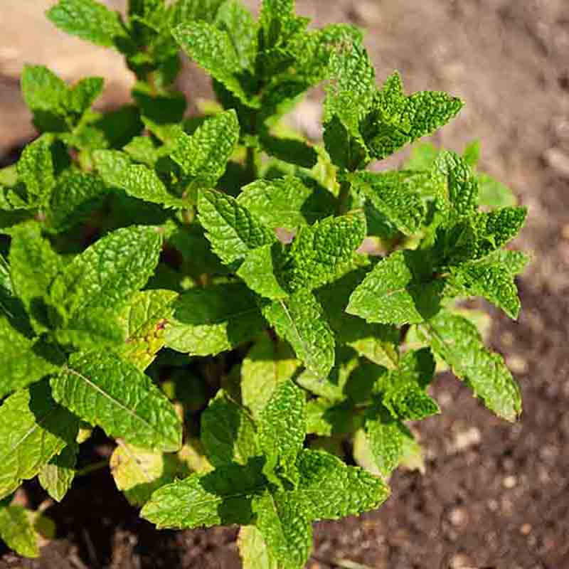 Minzpflanze im Gartenboden.