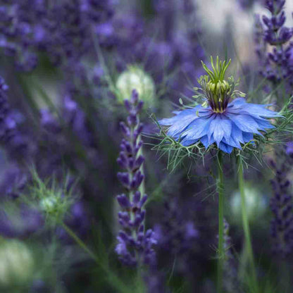 Blaue Blume mit lila Hintergrund.
