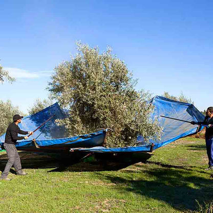 Olivenbaum-Ernte mit Netzen.