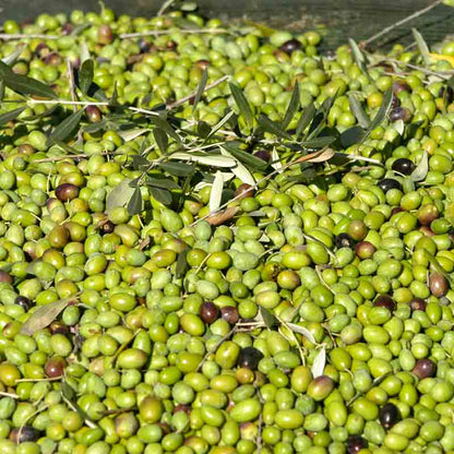 Grüne und schwarze Oliven mit Olivenzweigen auf Holz.