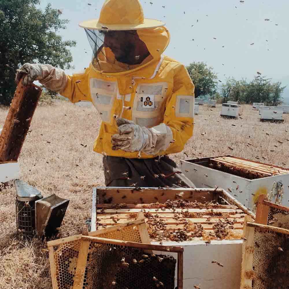 Eichenhonig aus Griechenland - Philomelia