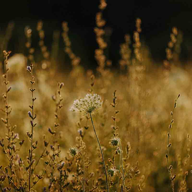 Wiese bei Dämmerung mit Blüten.