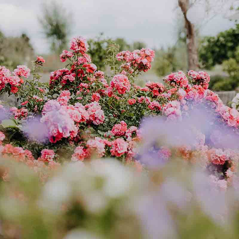 Rosen im Garten mit Blumen.