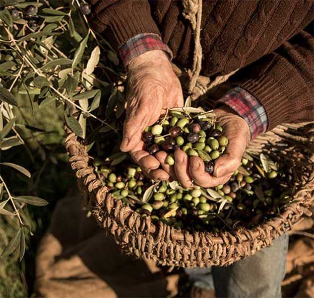 Hände halten frische Oliven über einem Korb.