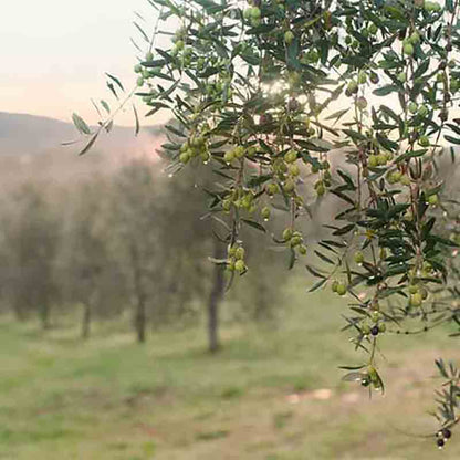 Olivenhain mit Olivenbäumen im Hintergrund bei Sonnenuntergang.