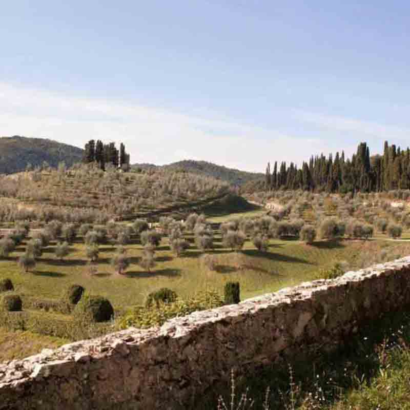 Blick auf die Olivenhaine. Im Vordergrund steht eine alte Steinmauer.