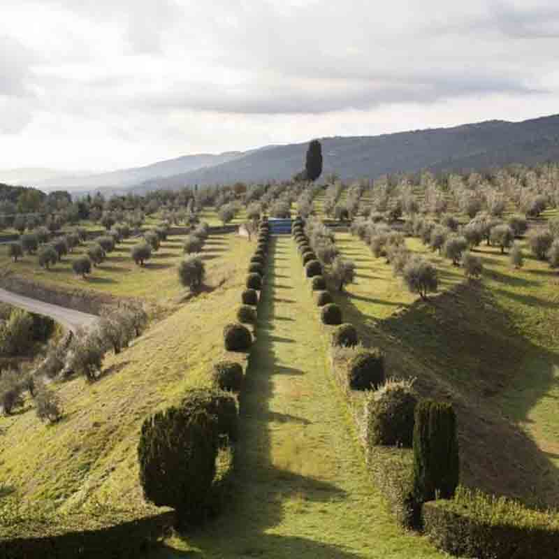 Olivenhain von Frantoio Santa Téa in der Toskana mit symmetrisch gepflanzten Olivenbäumen und gepflegten Hecken, umgeben von Hügeln und Bergen.