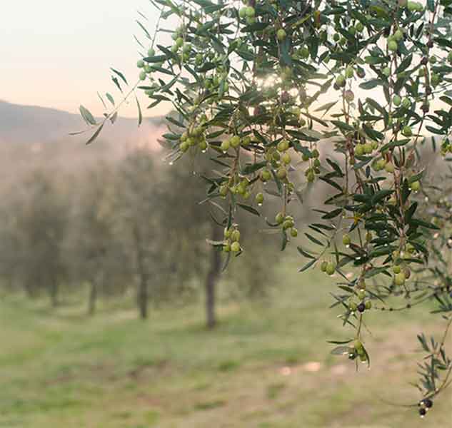 Olivenhain mit Olivenbäumen in natürlicher Landschaft bei Sonnenuntergang.