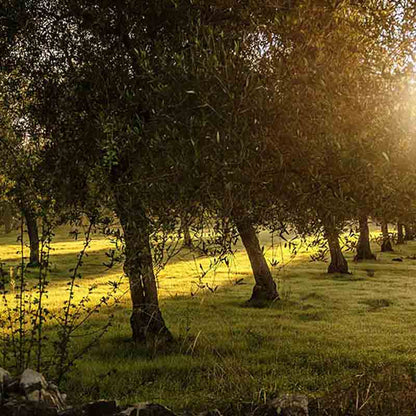 Olivenhain in der Basilikata bei Sonnenuntergang.