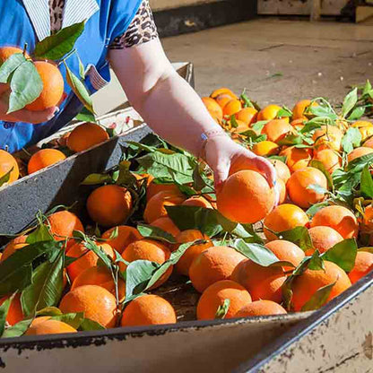 Person sortiert frische Orangen.