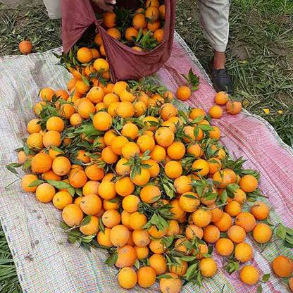 Orangen auf einer Decke gesammelt.