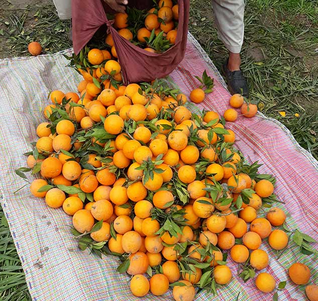 Orangen auf einer Decke gesammelt.