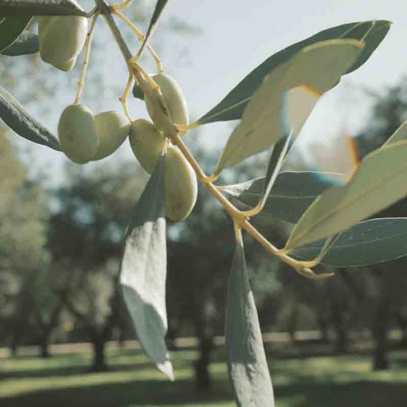 Olivenzweig mit grünen Oliven in einem Olivenhain.