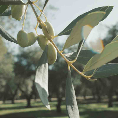 Olivenzweig mit grünen Oliven in einem Olivenhain.