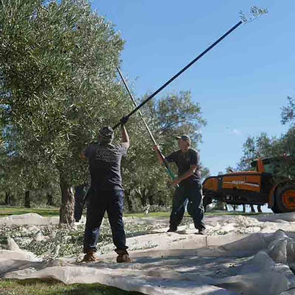 Olivenbauern bei der Ernte mit Stangen und Netzen – traditionelle und schonende Gewinnung des Castillo de Canena Picual Olivenöls.