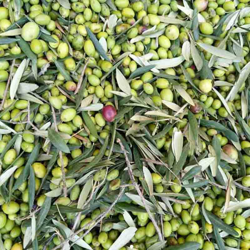 Grüne und reife Oliven mit Blättern auf einem Haufen.