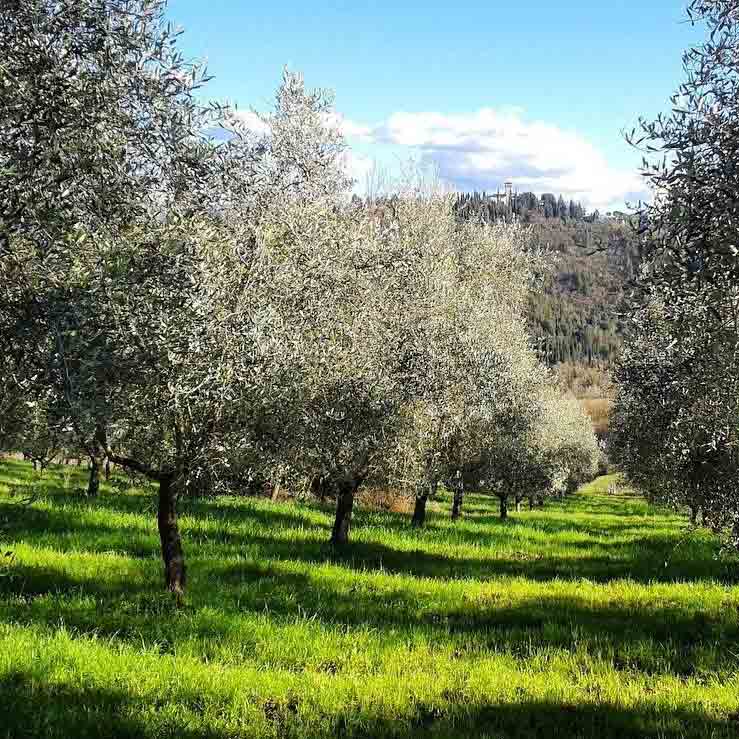 Bio-Olivenöl nativ extra - Pruneti - Toskana