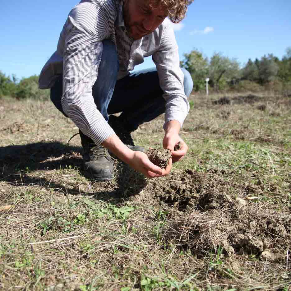 Bio-Olivenöl nativ extra - Pruneti - Toskana