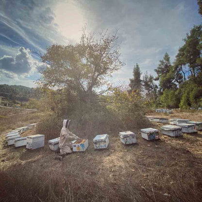 Eichenhonig aus Griechenland - Philomelia