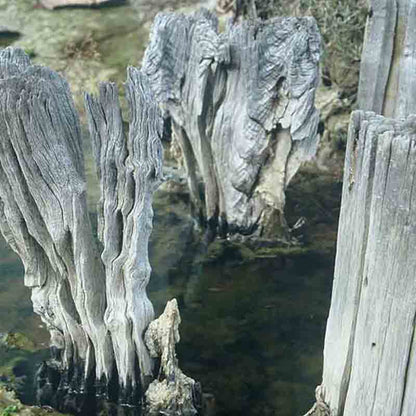 Verwitterte Holzpfähle im Wasser.