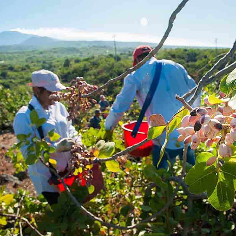 Pistazienernte auf einem Feld.