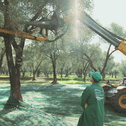 Olivenbaumernte mit Maschine und Arbeiter.