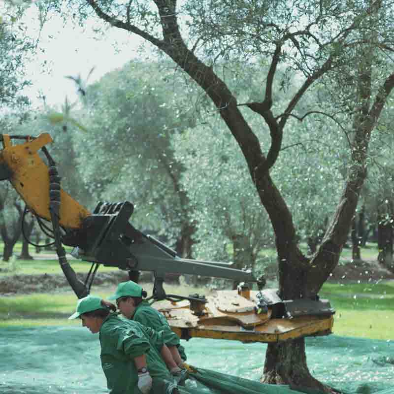 Olivenbaumernte mit Maschinenhilfe.