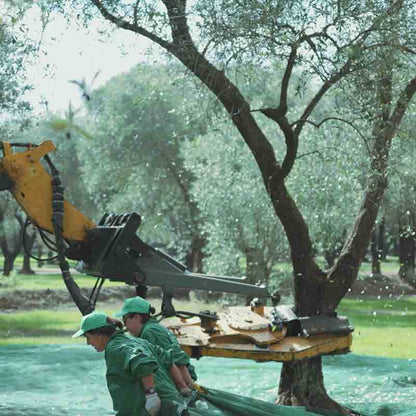 Olivenbaumernte mit Maschinenhilfe.