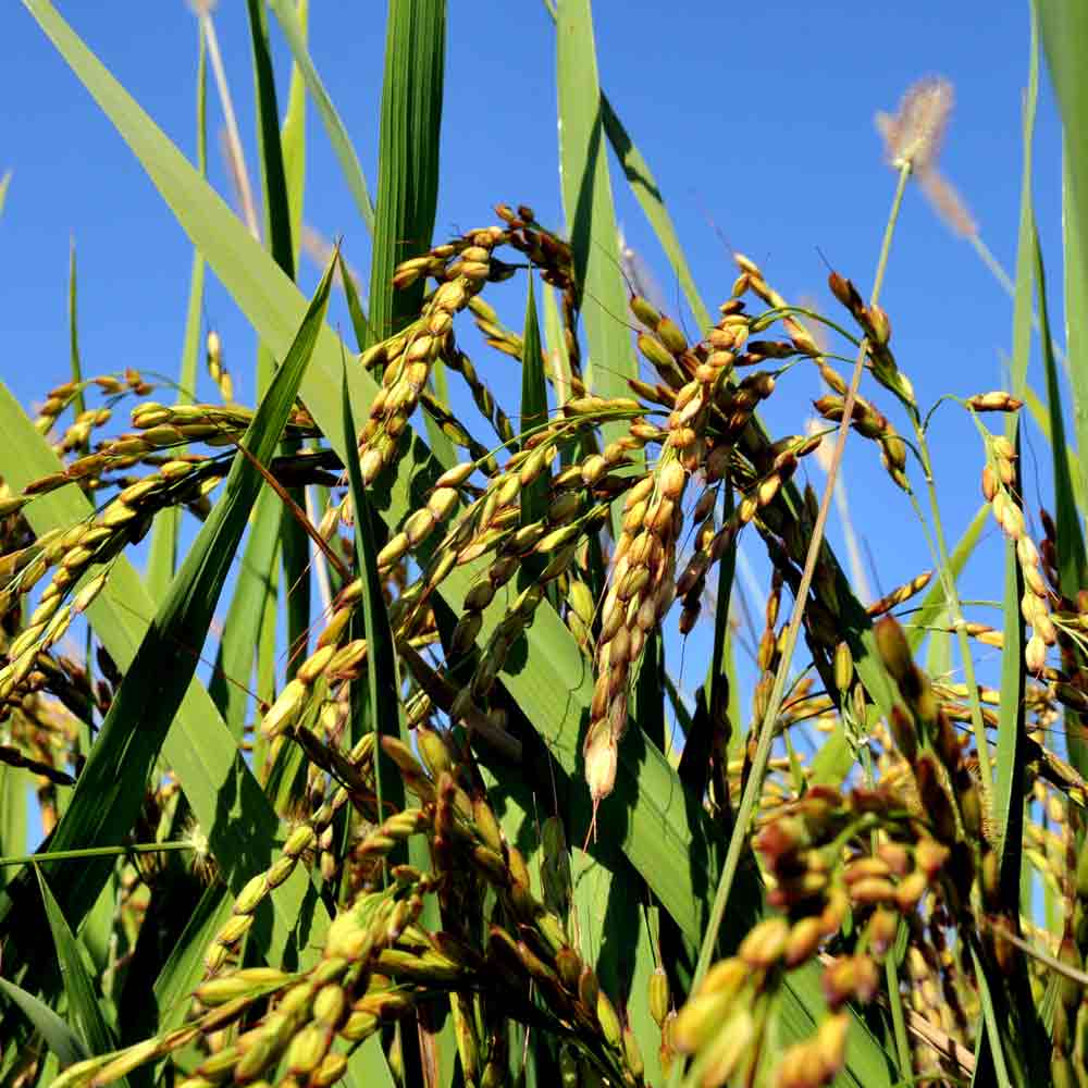Reisfeld mit blauem Himmel.