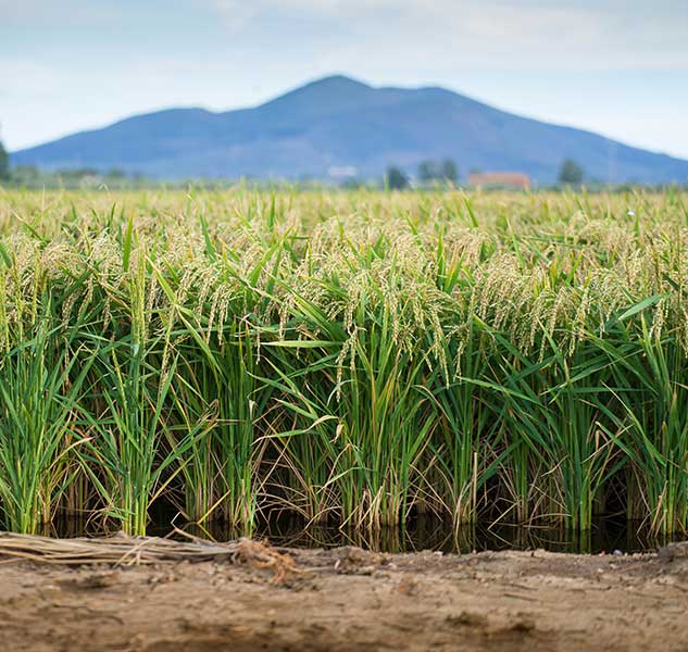 Reisfeld vor Berglandschaft.