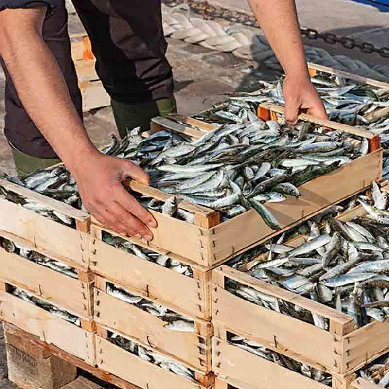 Fangfrische silbrige Sardinen in gestapelten Kisten.