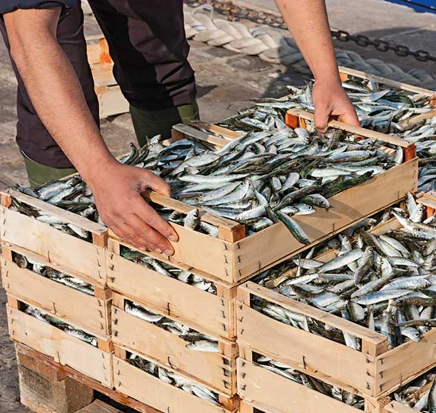 Holzkisten voller frischer Sardinen.