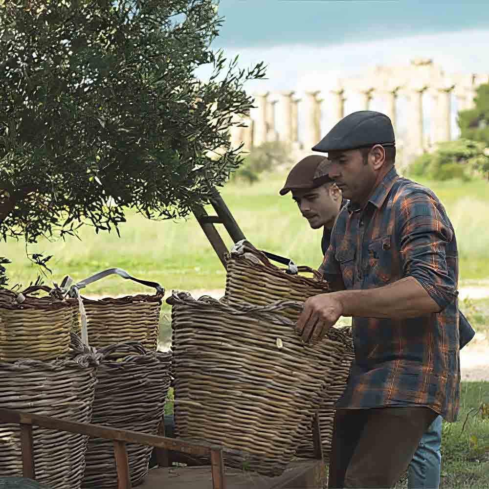 Männer ernten Oliven mit Körben.