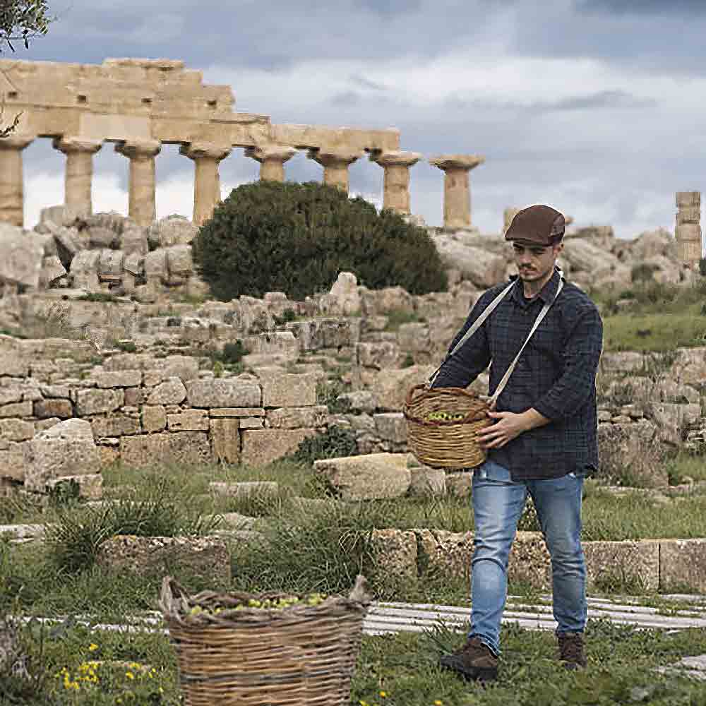 Mann erntet Oliven vor antiken Ruinen in Selinunte.