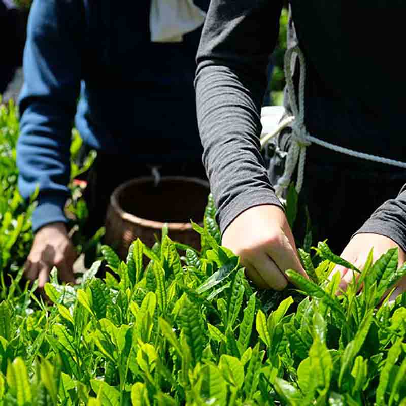 Teepflücker bei der Arbeit.