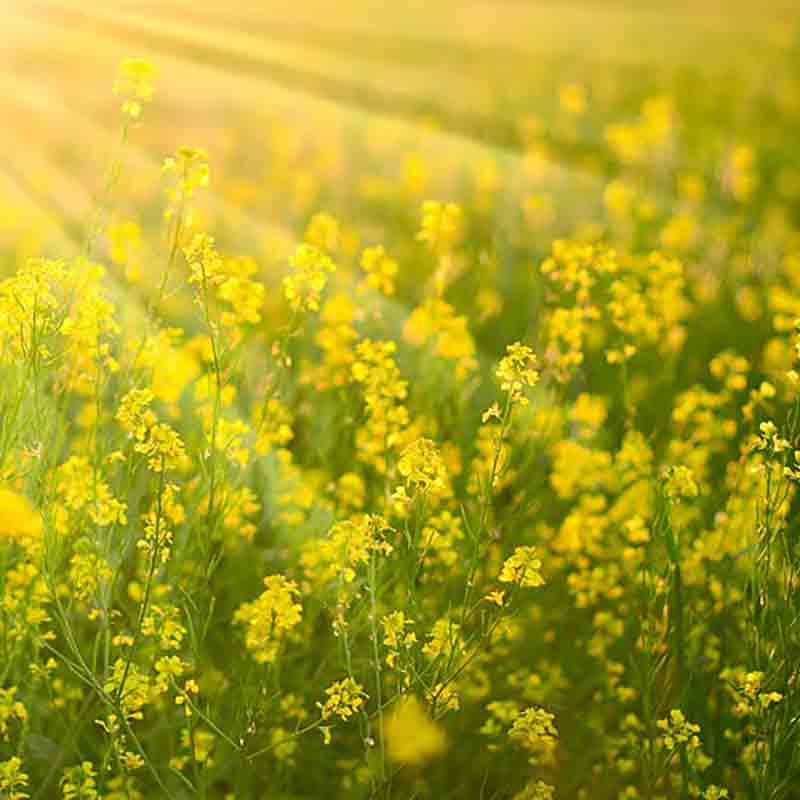 Gelbe Blüten im Sonnenlicht.