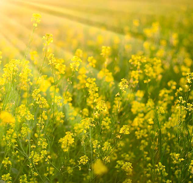 Gelbe Senfpflanzen auf einem Feld bei Sonnenuntergang.