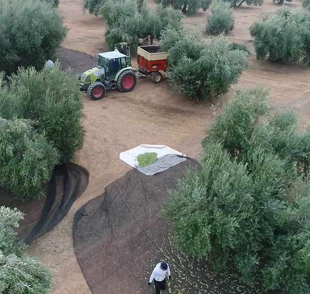 Olivenbäume, Ernte, Traktor, Netze, Arbeiter, Oliven, Landwirtschaft.