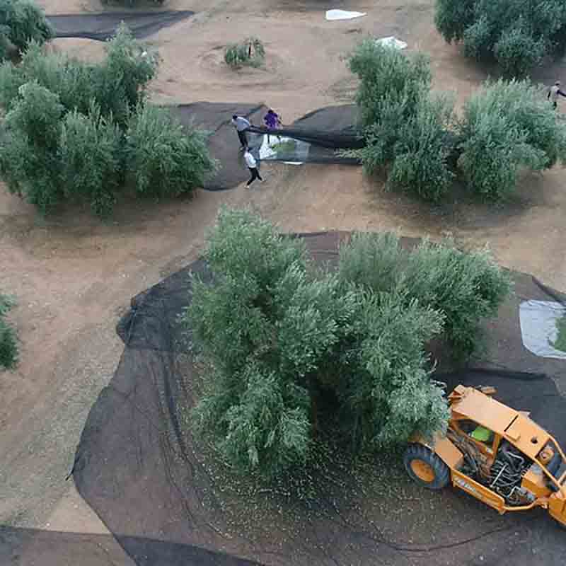 Olivenbäume, Ernte, Netze, Traktor, Arbeiter.