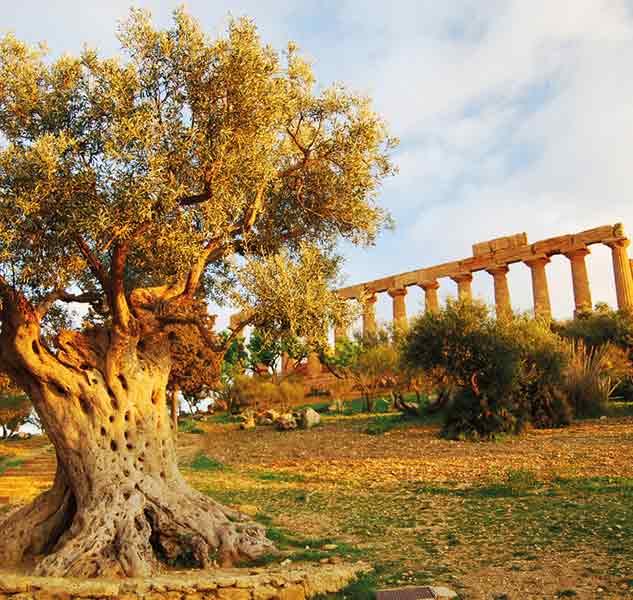 Olivenbaum vor antikem Tempel.