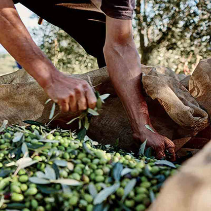 Ein Erntehelfer sammelt das Netz mit den jungen Oliven ein.